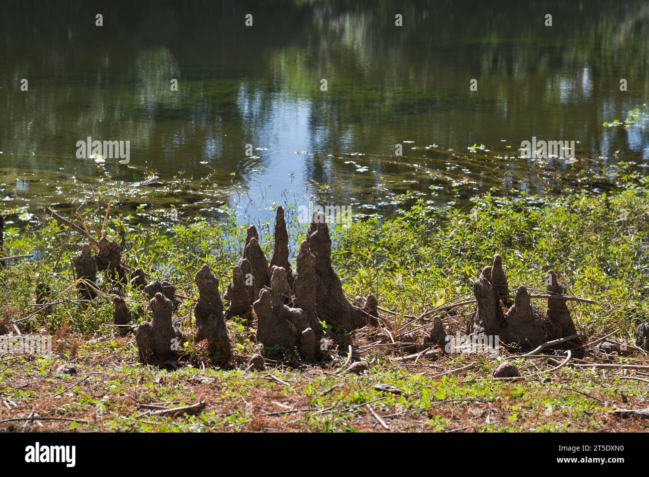Strutture del ginocchio di cipresso calvo che sporgono dal bordo di un lago d'acqua dolce a Houston, Texas. Woody cresce sopra le radici dell'albero con funzione sconosciuta. Foto Stock