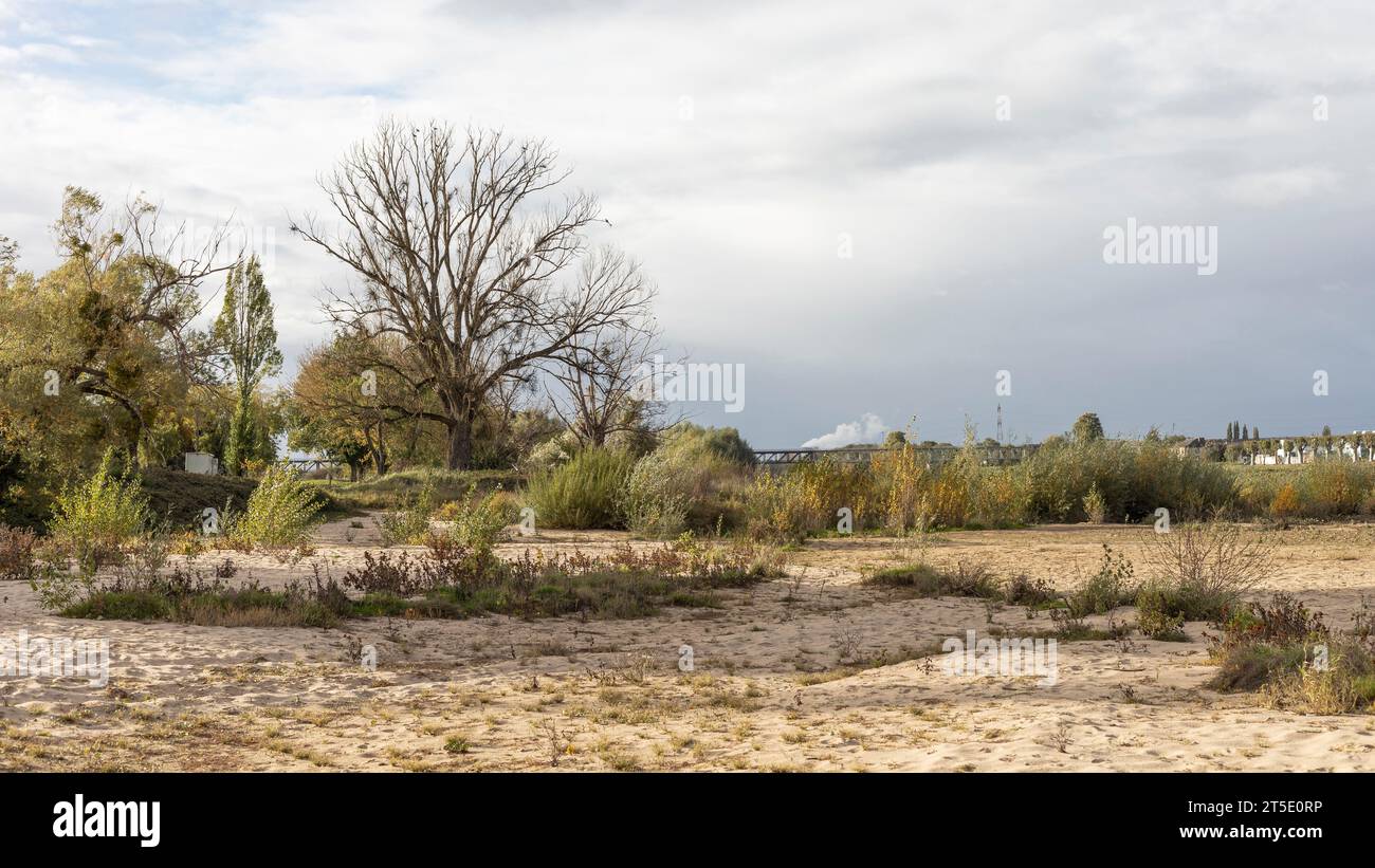 Letto del fiume esposto e sabbioso con alcune piante della Loira e un albero maturo Foto Stock