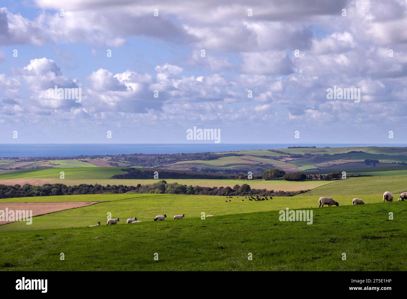 Pecore in un campo sulle South Downs in autunno, nell'East Sussex, in Inghilterra, e una vista sul Canale della Manica. Camminando sulla South Downs Way. Foto Stock