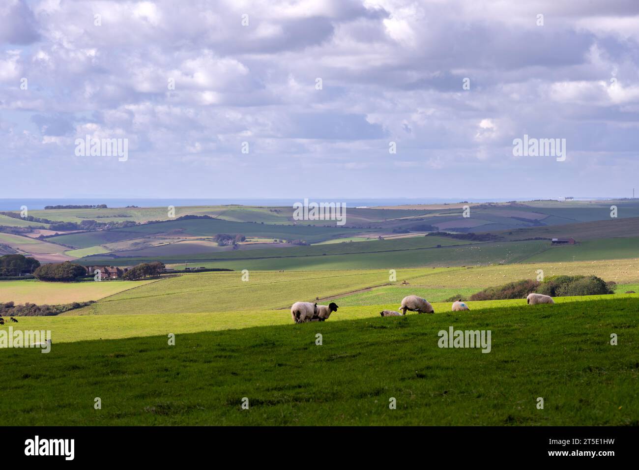 Pecore in un campo sulle South Downs in autunno, nell'East Sussex, in Inghilterra, e una vista sul Canale della Manica. Camminando sulla South Downs Way. Foto Stock