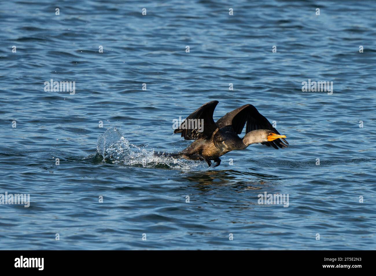 Un Cormorano sorge dalla baia di acqua salata dopo aver mangiato un pesce e inizia la sua ascesa lasciando un spruzzo d'acqua Foto Stock
