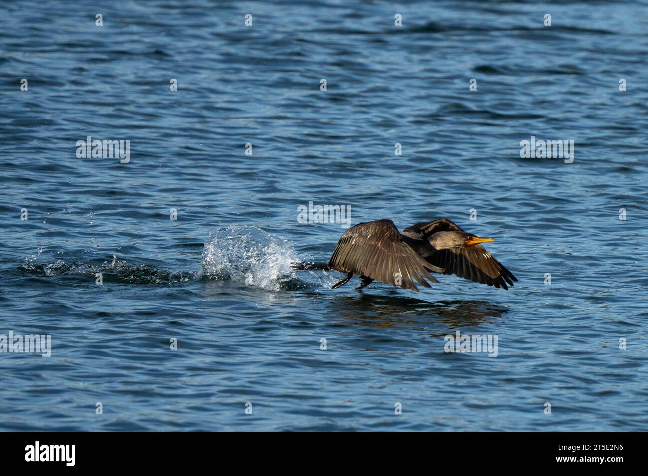 Un cormorano si alza dall'acqua dopo aver catturato un pesce e inizia il suo volo bagnato spruzzando l'acqua dietro di lui Foto Stock