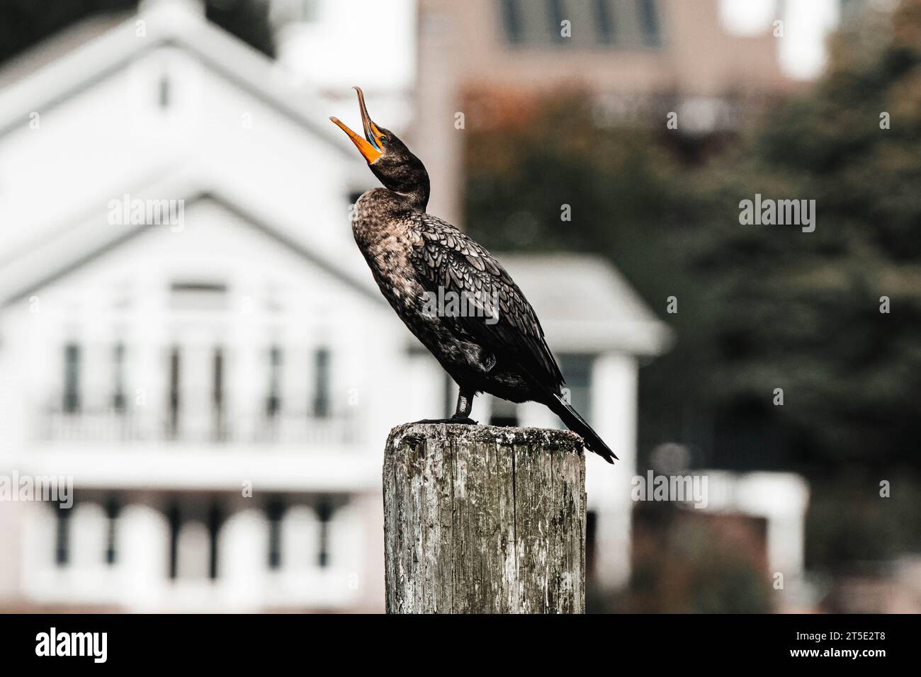 Un Cormorano tromba in aria preparandosi al volo e catturando un altro pesce in una calda giornata estiva Foto Stock