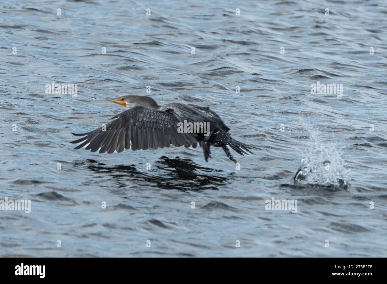 Un Cormorano vola rapidamente sulla baia di acqua salata alla ricerca di un pasto a base di pesce in una sera d'estate. Foto Stock