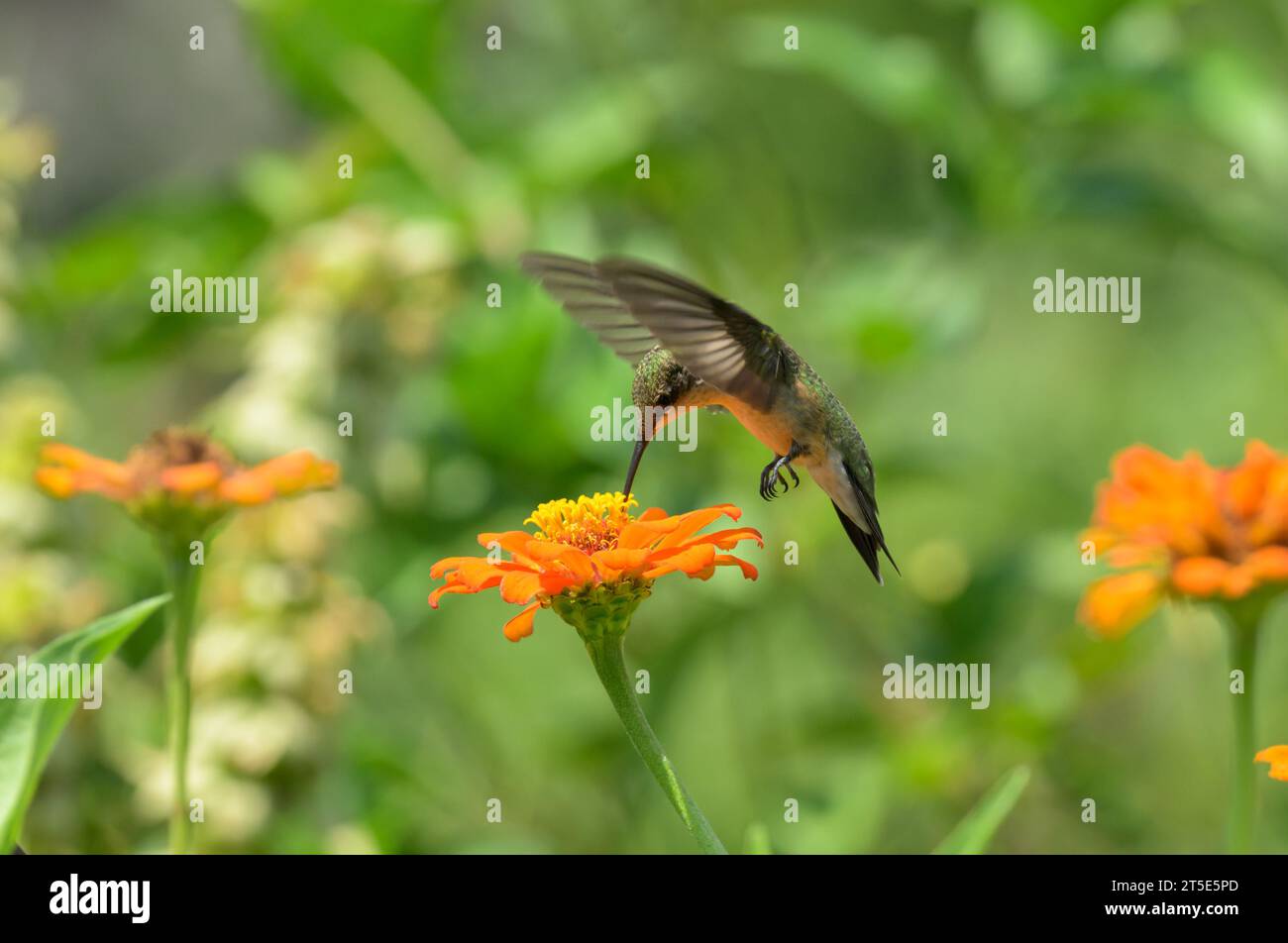 Colibrì dalla gola rubina che prende nettare da un fiore di Zinnia in volo Foto Stock