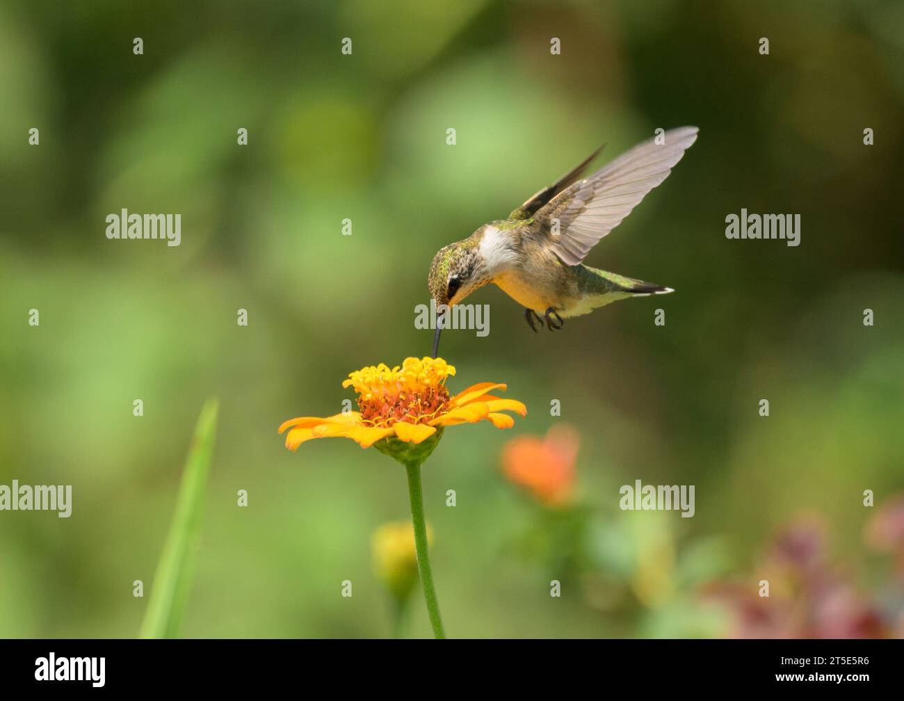 Un giovane colibrì dalla gola rubina che si libra e si nutre di un fiore di Zinnia arancione nel giardino estivo Foto Stock