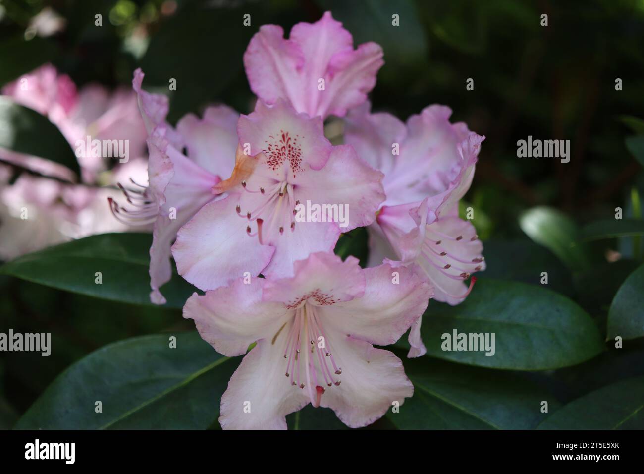 Azalee di colore rosa Foto Stock