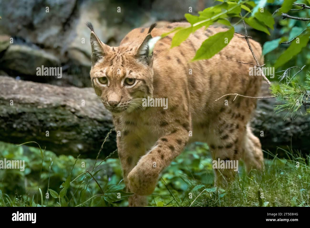 Lince dei Carpazi Foto Stock