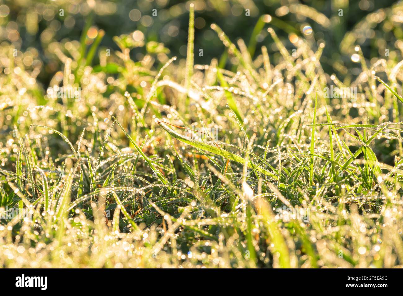 Rugiada pesante nell'erba in una luminosa mattinata d'estate, retroilluminata Foto Stock