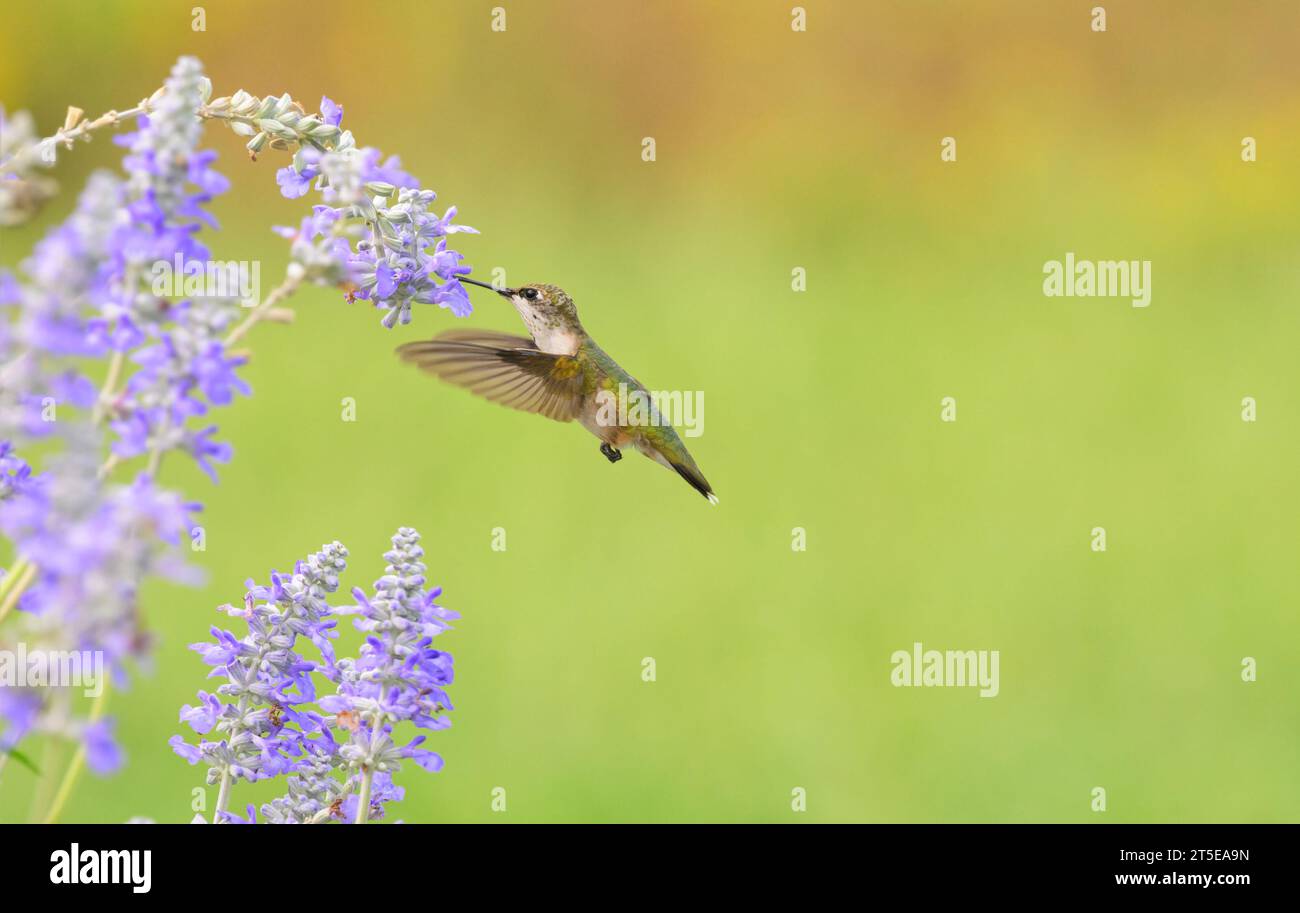Colibrì dalla gola rubina in volo, che si nutre di fiori di salvia viola con sfondo verde Foto Stock