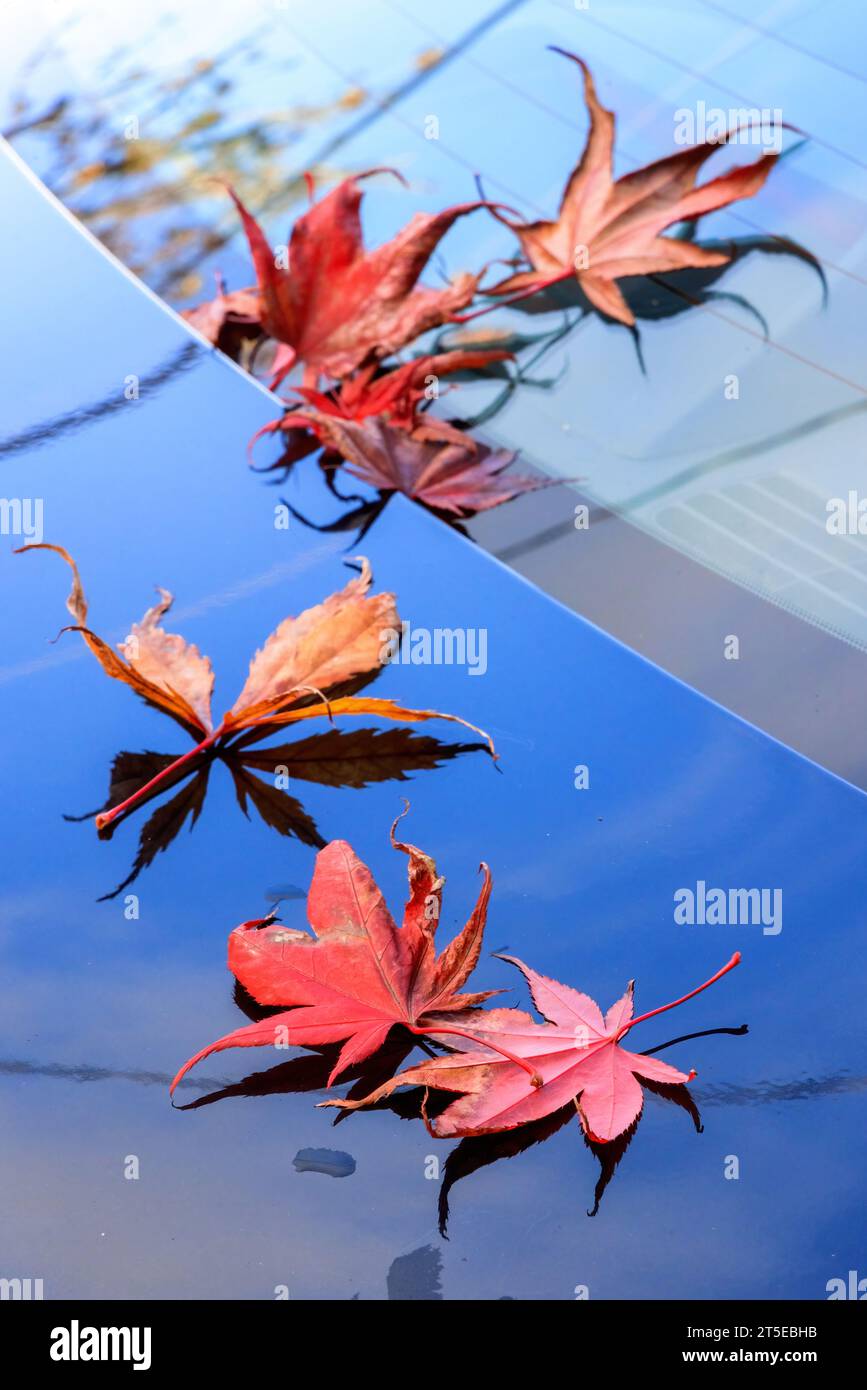 Foglie di acero giapponese rosse e arancioni cadute formano un semicerchio su un'auto nera a Vancouver, in Canada. La vernice metallizzata riflette il cielo blu autunnale. Foto Stock