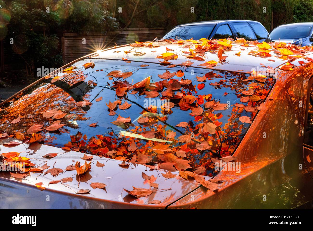 Autunno lascia sul lunotto di un'auto in autunno a Vancouver, Canada. Il vetro riflette il cielo blu e gli alberi sopra. Foto Stock