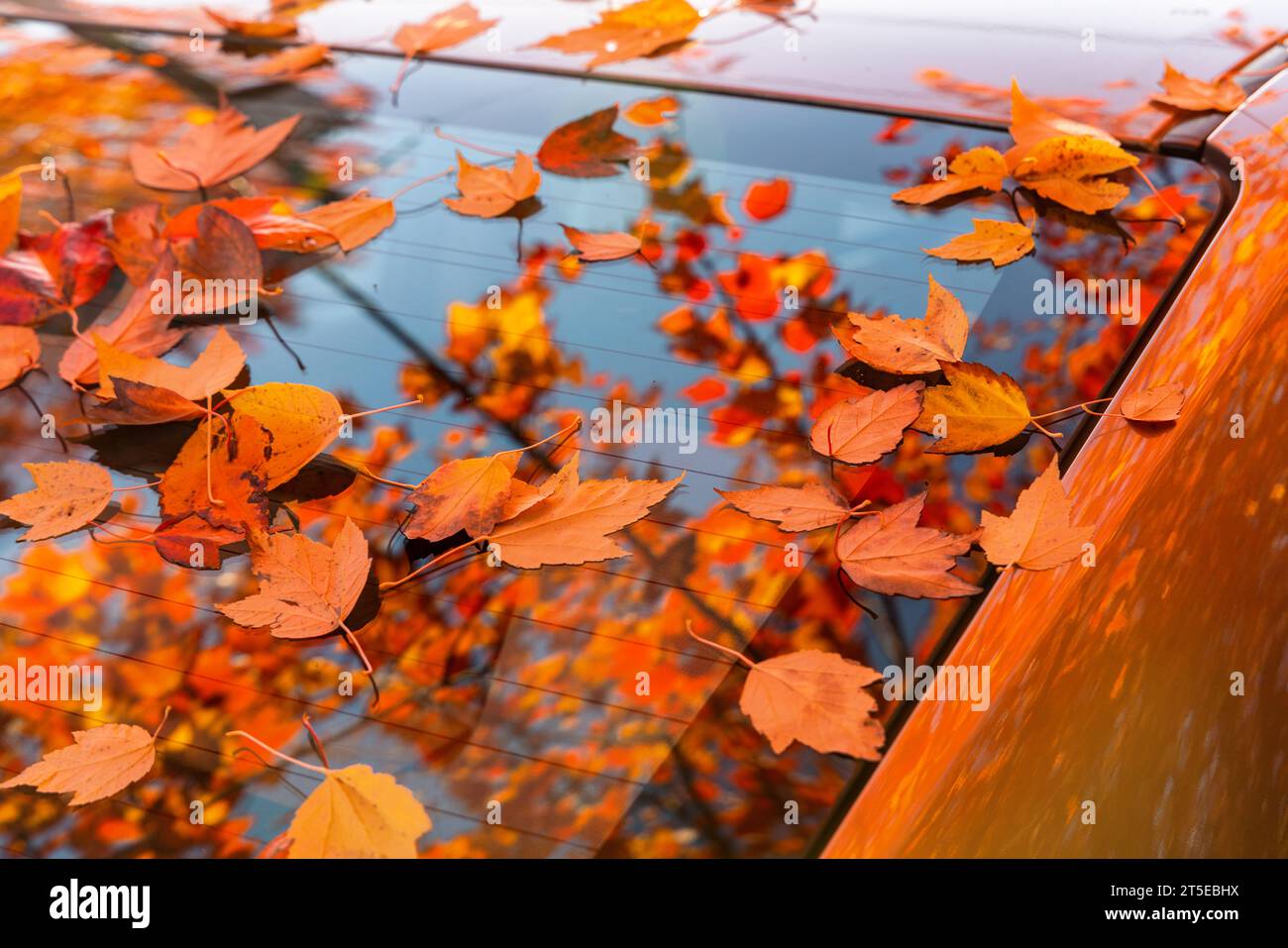 Autunno lascia sul lunotto di un'auto in autunno a Vancouver, Canada. Il vetro riflette il cielo blu e gli alberi sopra. Foto Stock