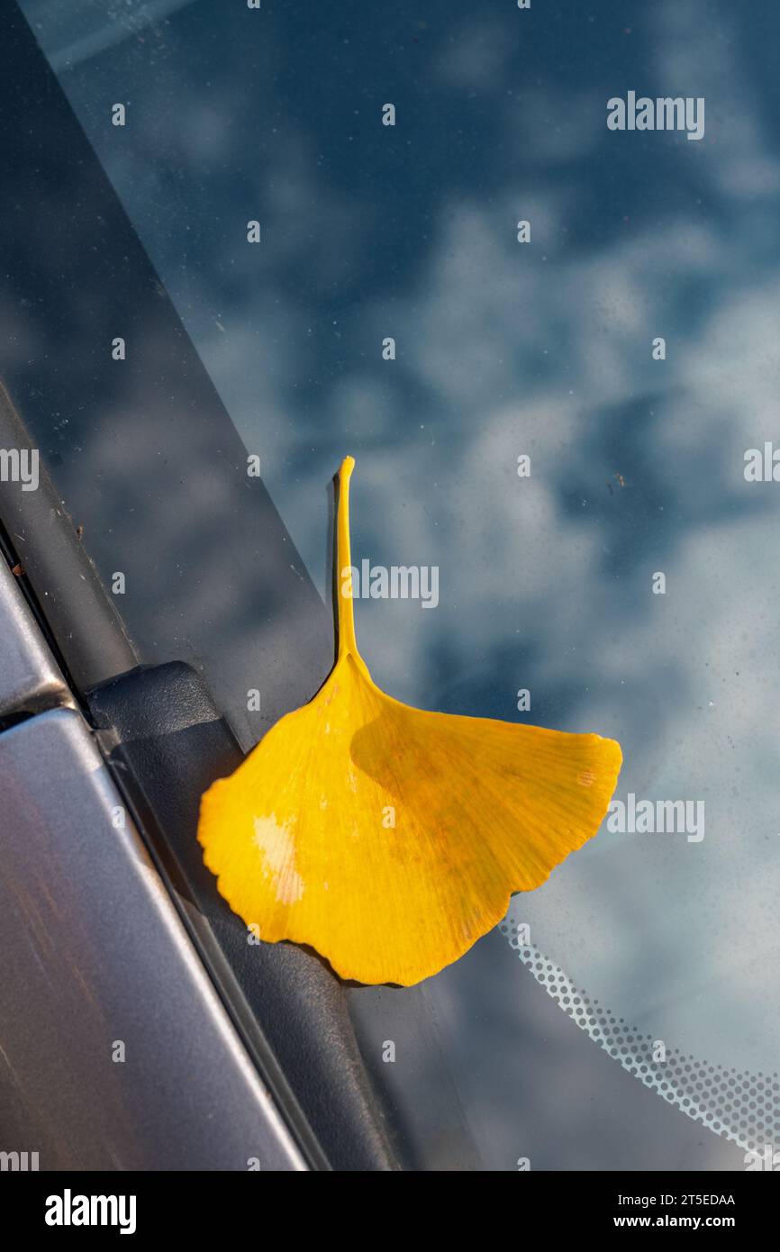 Una singola foglia di ginkgo gialla caduta sul parabrezza di un'auto. Il vetro riflette il cielo blu e le nuvole sopra a Vancouver, Canada. Foto Stock