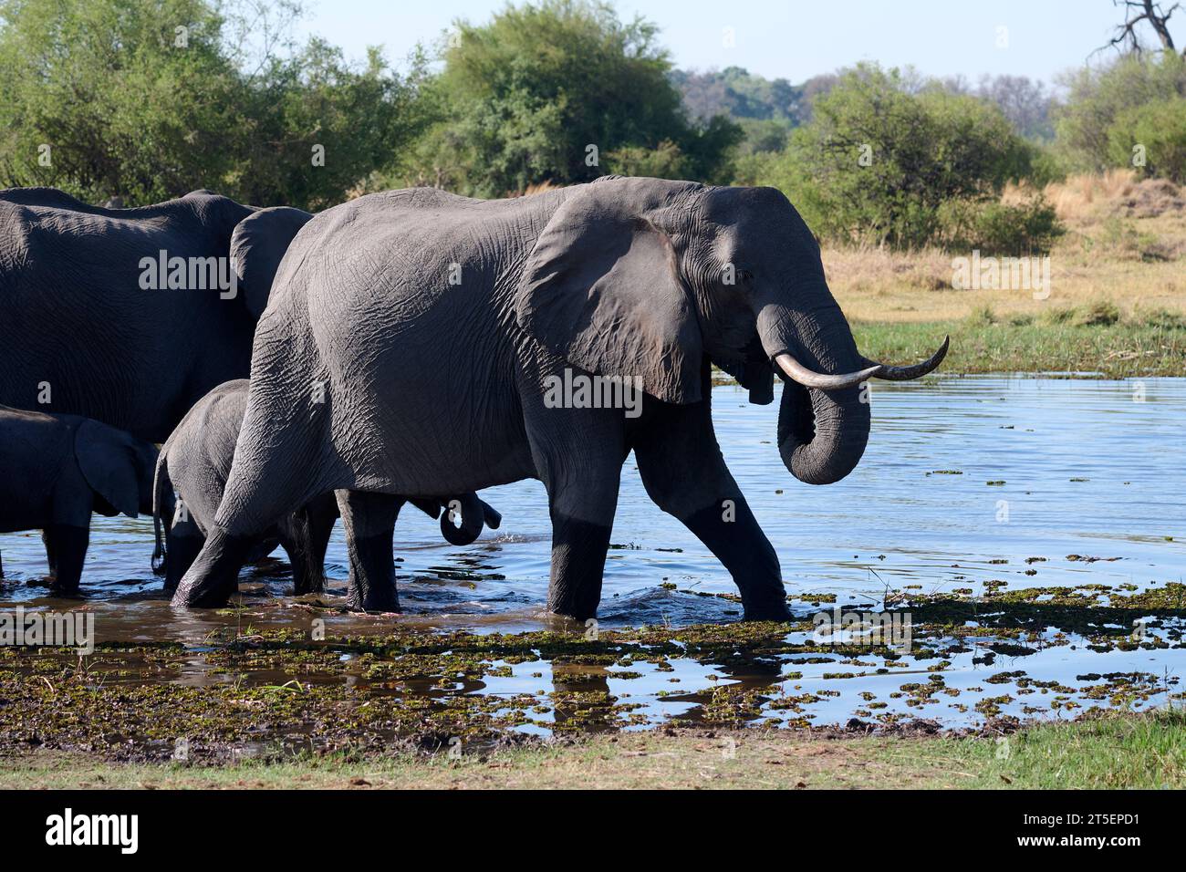 Elefante alla sorgente nella riserva naturale Moremi Foto Stock