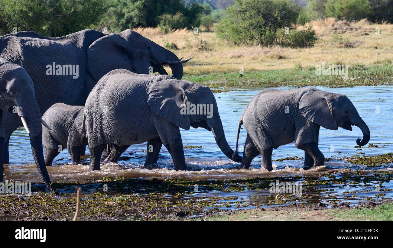 Elefante alla sorgente nella riserva naturale Moremi Foto Stock