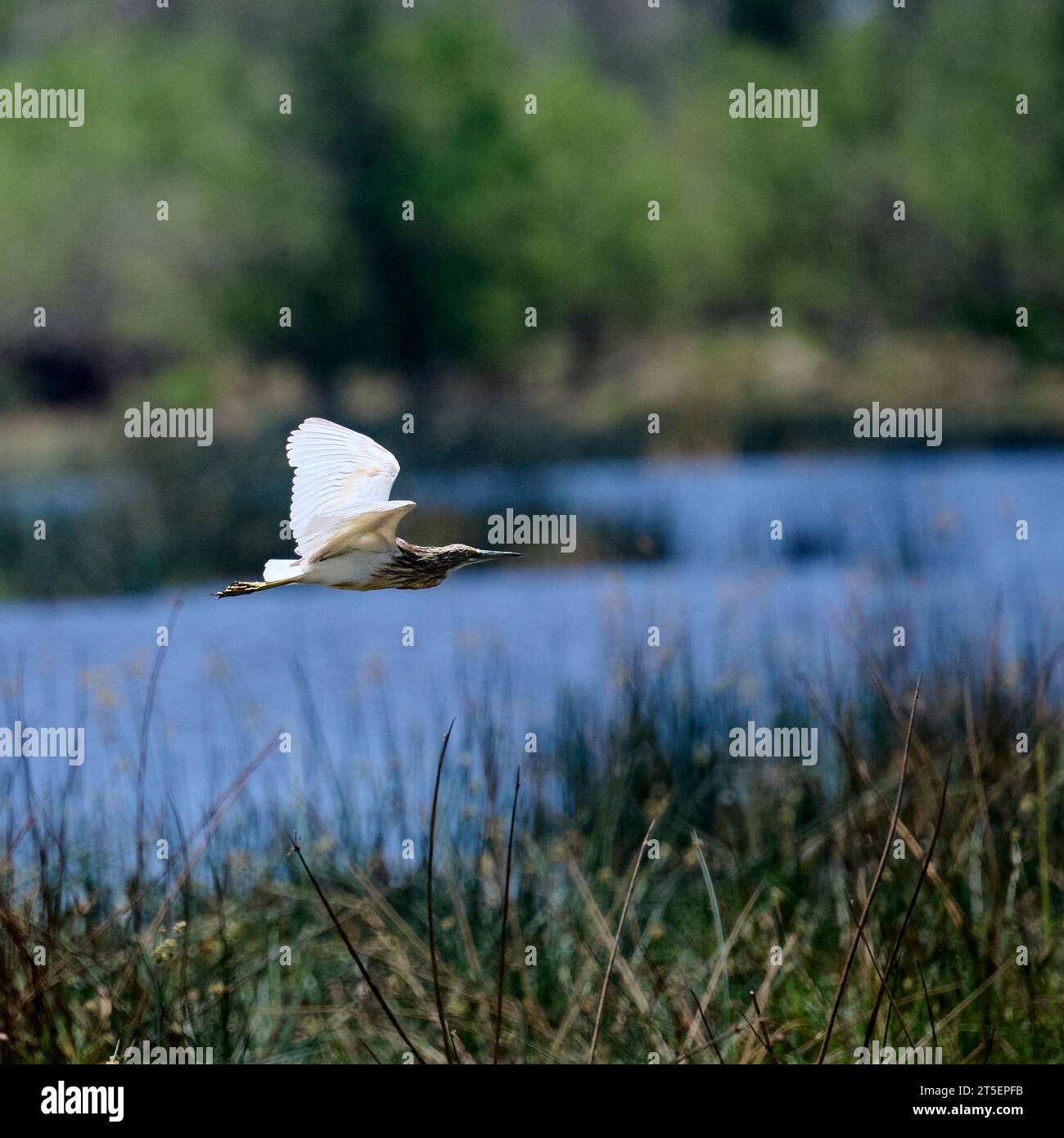 Sacco Heron in volo nella riserva di Moremi Foto Stock