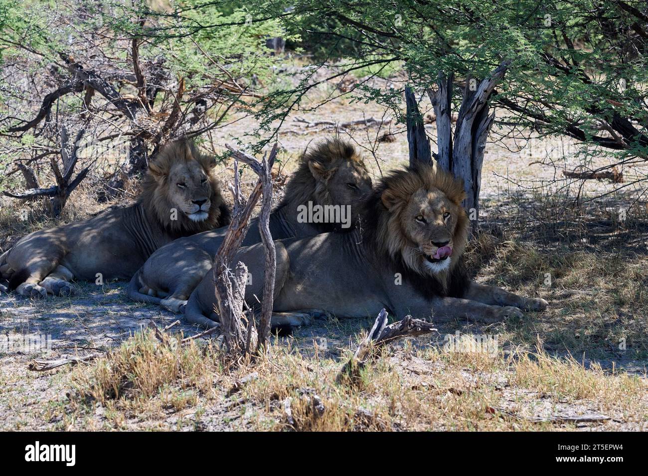 Leoni all'ombra della riserva di caccia Moremi Foto Stock