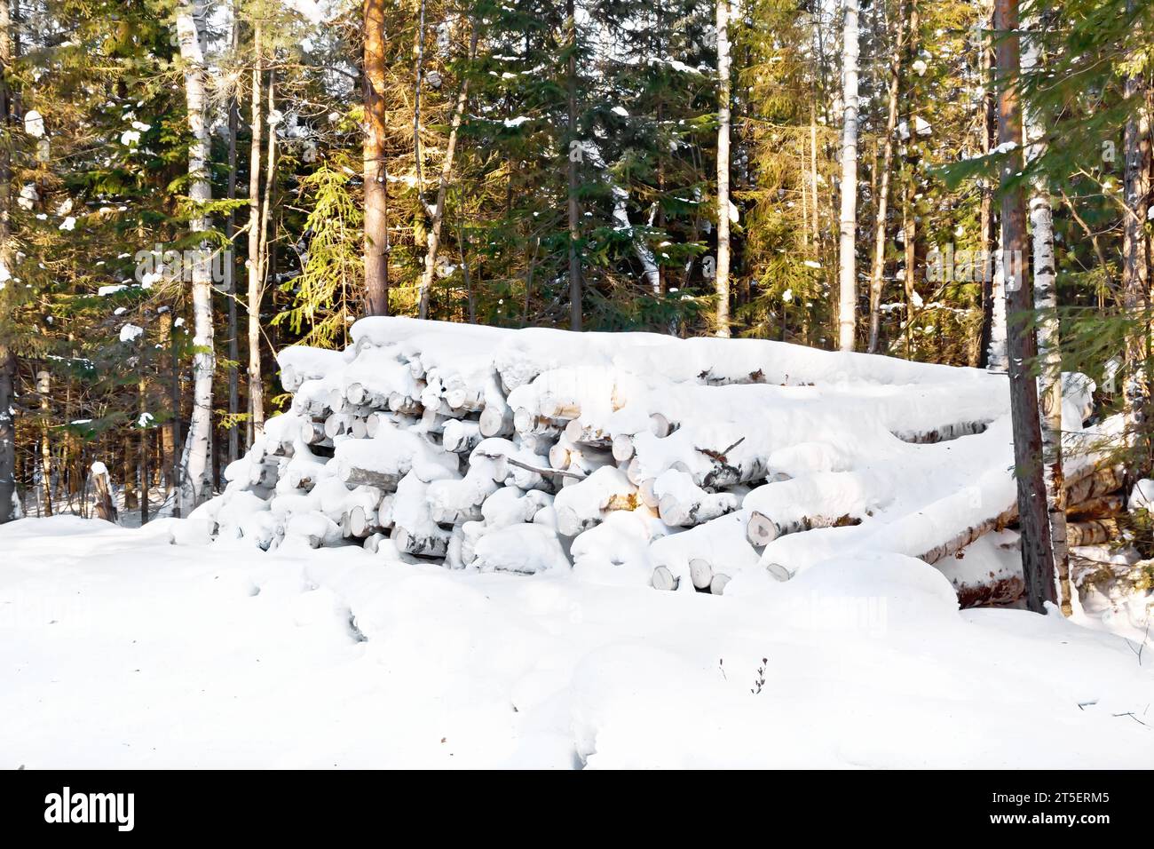 Cavalletto realizzato in legno raccolto coperto di neve sullo sfondo di alberi Foto Stock
