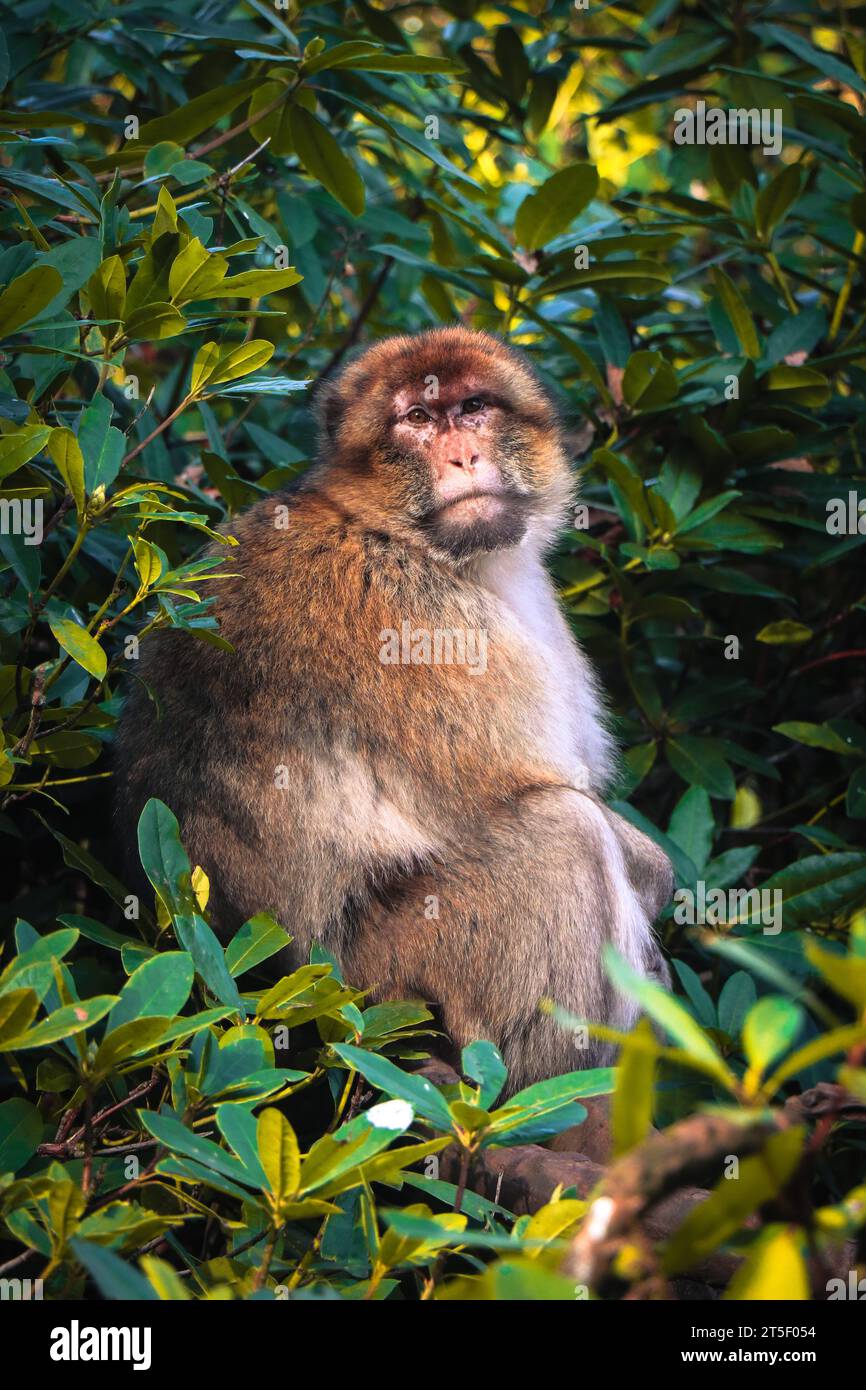 Barbary Macaque riposa in un cespuglio fitto. Immagine scattata da Trentham Monkey Forest, Regno Unito. Foto Stock