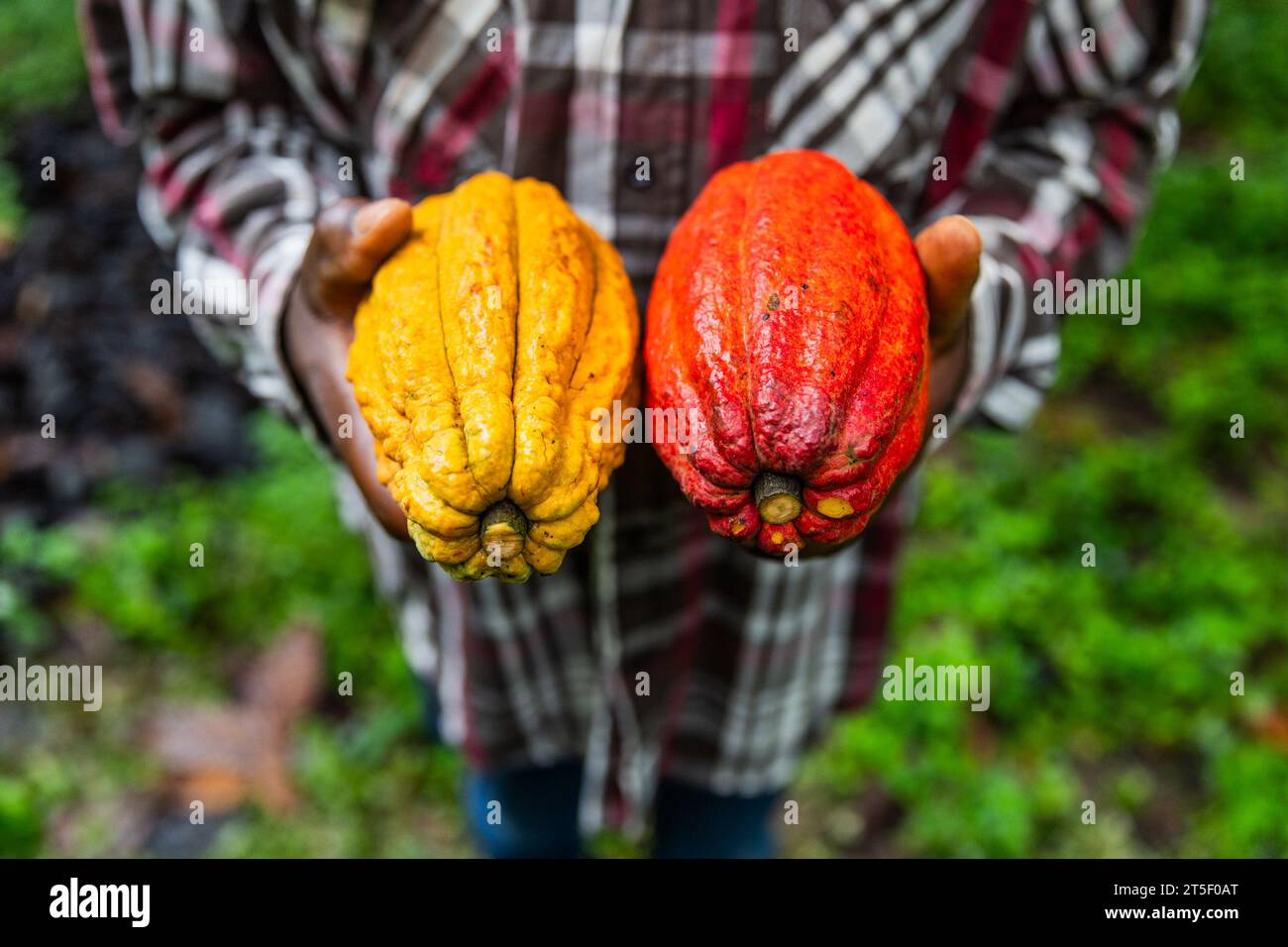 Primo piano di una mietitrice africana con due grandi baccelli di cacao bicolore, giallo e rosso Foto Stock