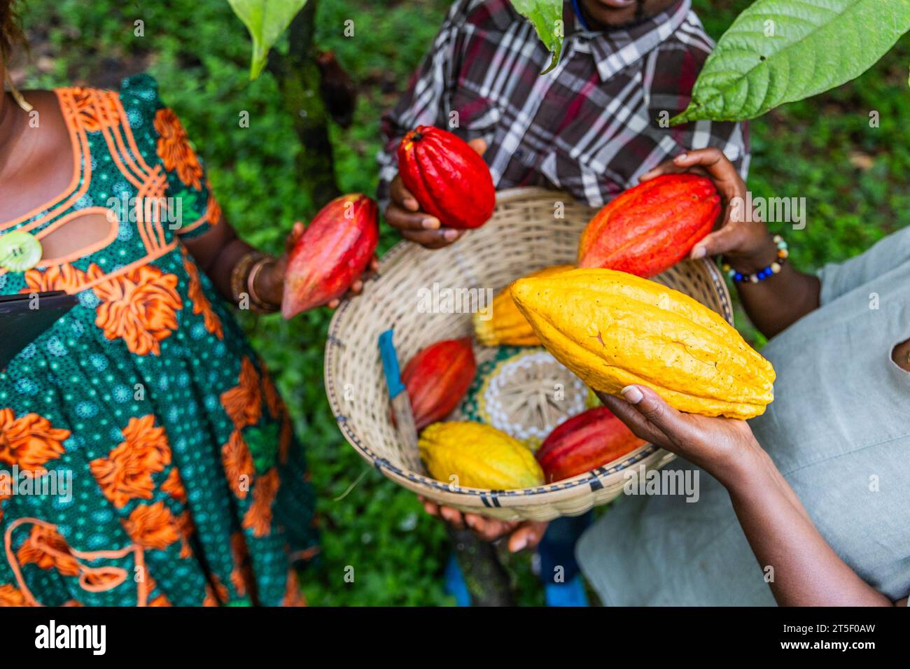 Primo piano di tre raccoglitori di cacao africani con baccelli appena raccolti in mano. Foto Stock