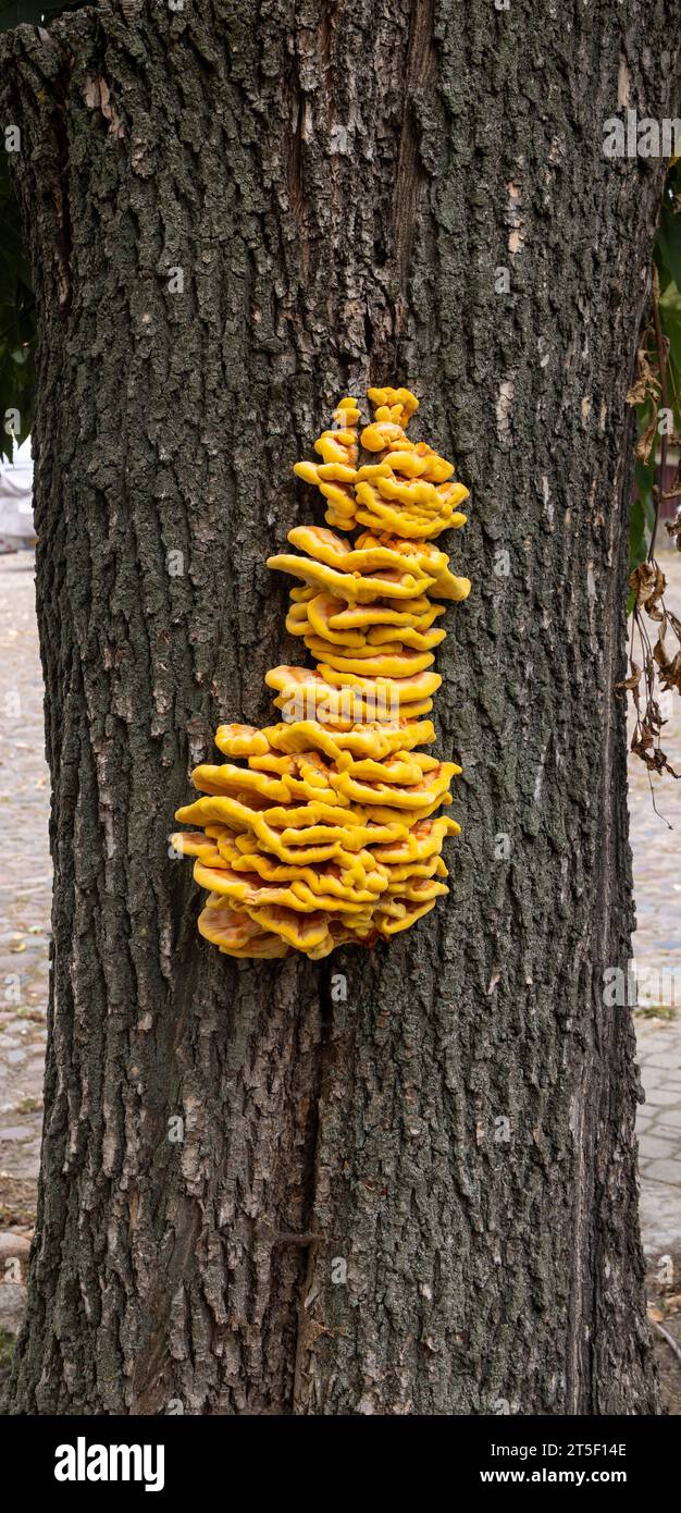 Laetiporus sulfureus è una specie di fungo a staffa (funghi che crescono sugli alberi), Tykocin, Polonia Foto Stock
