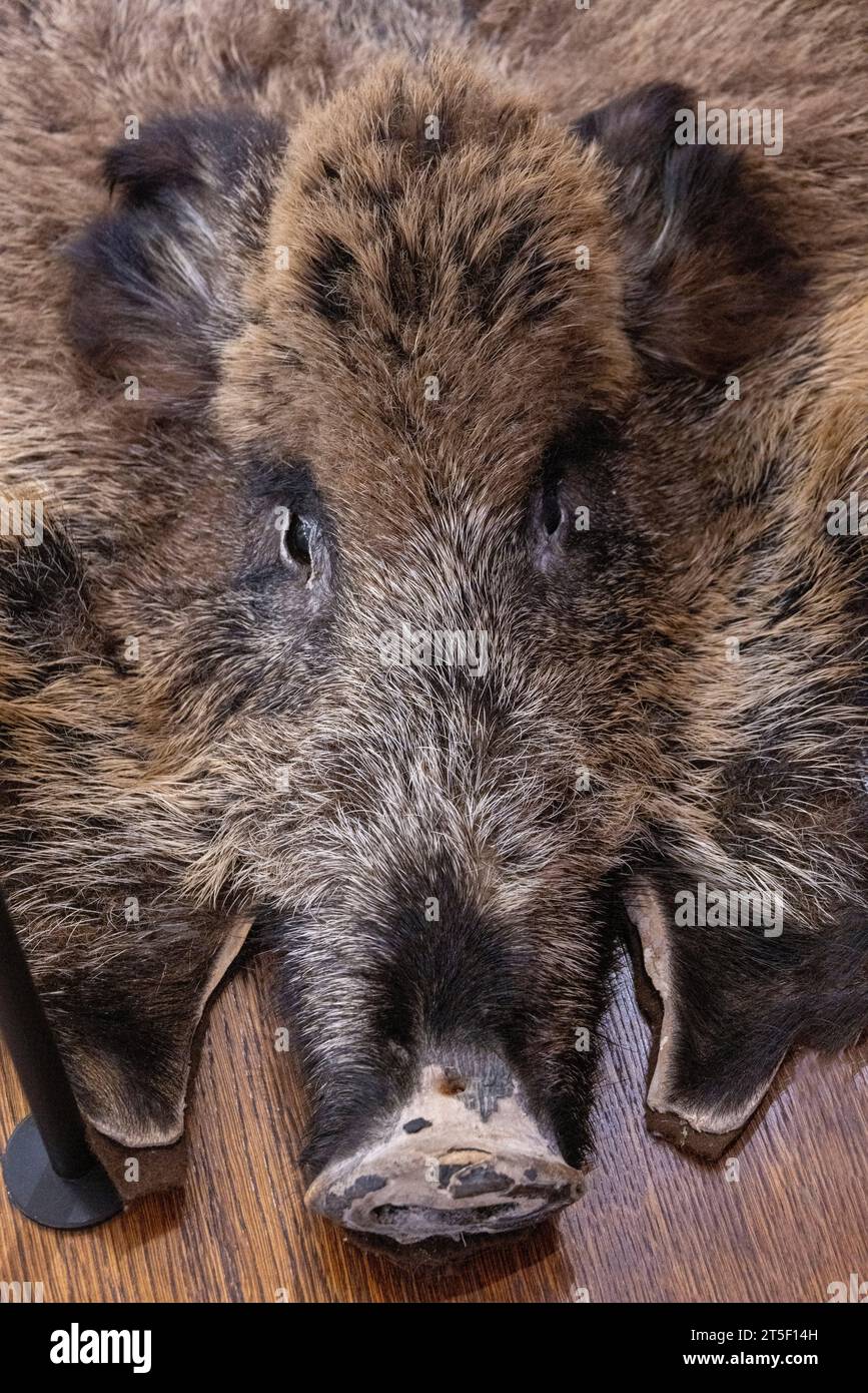 Dettaglio del tappeto di cinghiale scuoiato, museo della sinagoga di Tykocin, Polonia Foto Stock