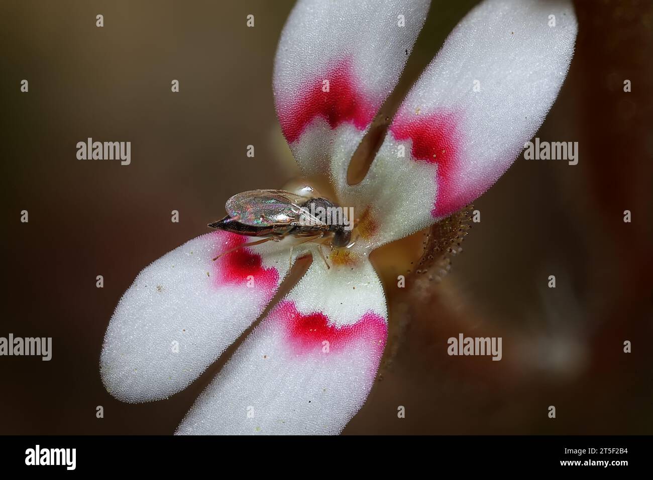 Fiore di Stylidium rosa e bianco, conosciuto anche come Trigger Plants, Perth Hills, Australia Occidentale Foto Stock Fiore di Stylidium rosa e bianco, conosciuto anche come Trigger Plants, Perth Hills, Australia Occidentale Foto Stock