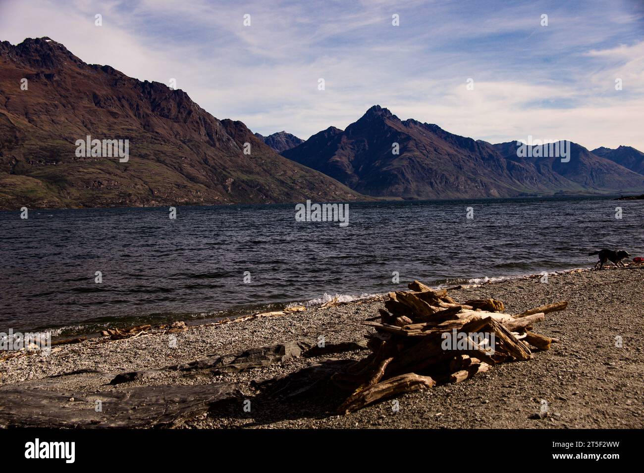 Litorale del lago Wakatipu con alcuni rami lavati che potrebbero essere destinati a un incendio sulla costa. Cane in sottofondo che si diverte con il suo giocattolo. Foto Stock