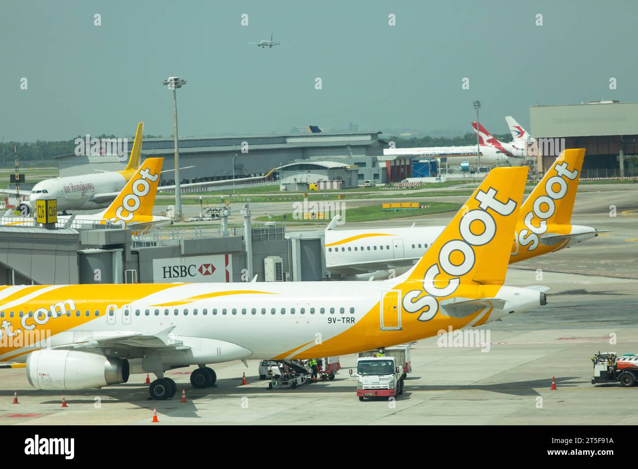 Coda di tre aeromobili Scoot Airline Airbus situati all'aeroporto Changi di Singapore, i lavori logistici sono in corso mentre sono attraccati. Foto Stock