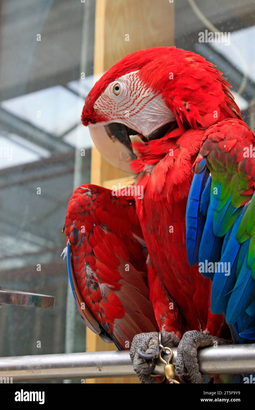 He Scarlet Macaw è un grande pappagallo sudamericano rosso, giallo e blu, membro di un grande gruppo di pappagalli neotropicali chiamati Macaws. Foto Stock