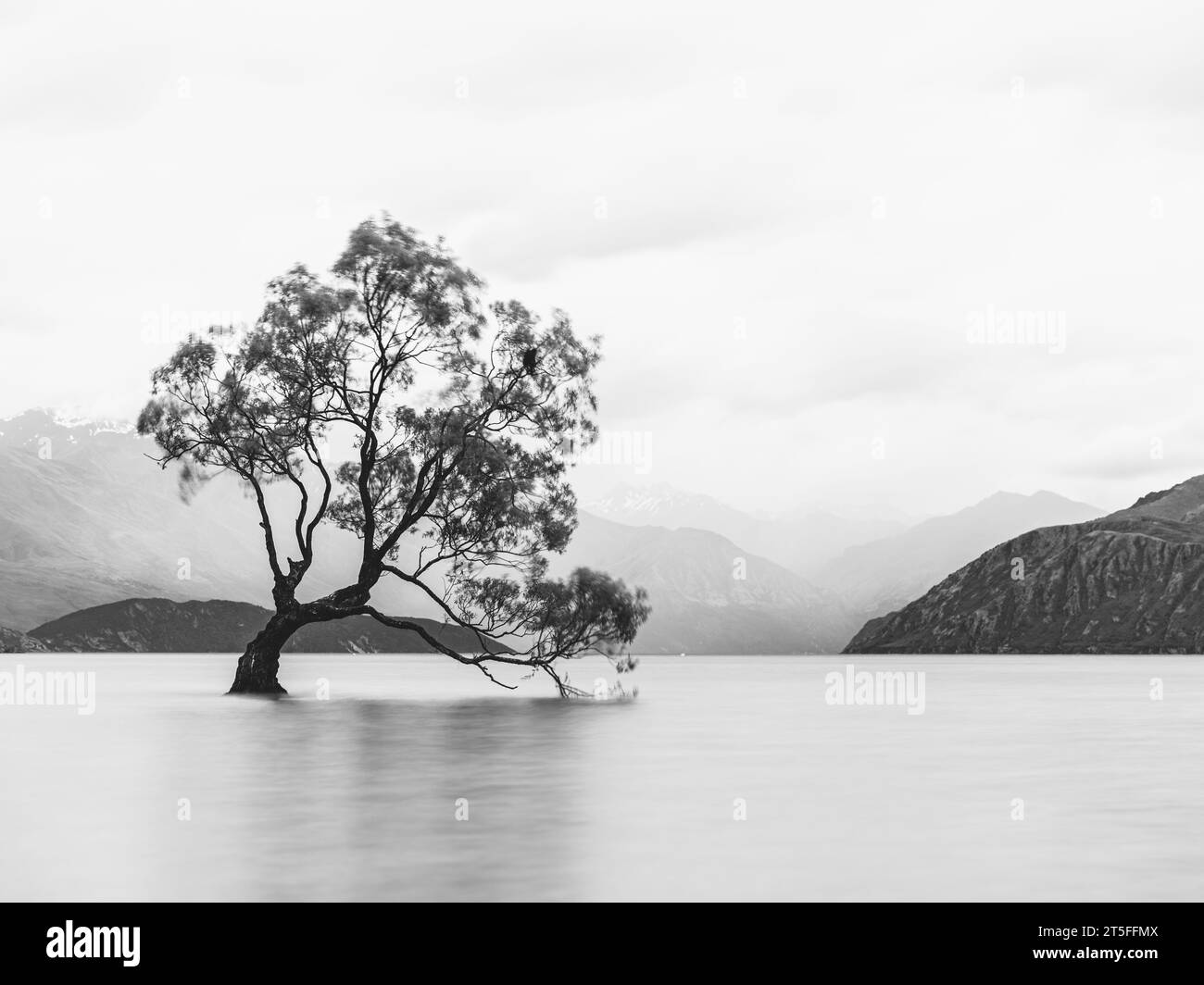 Una foto in scala di grigi di Wanaka Tree, nuova Zelanda Foto Stock
