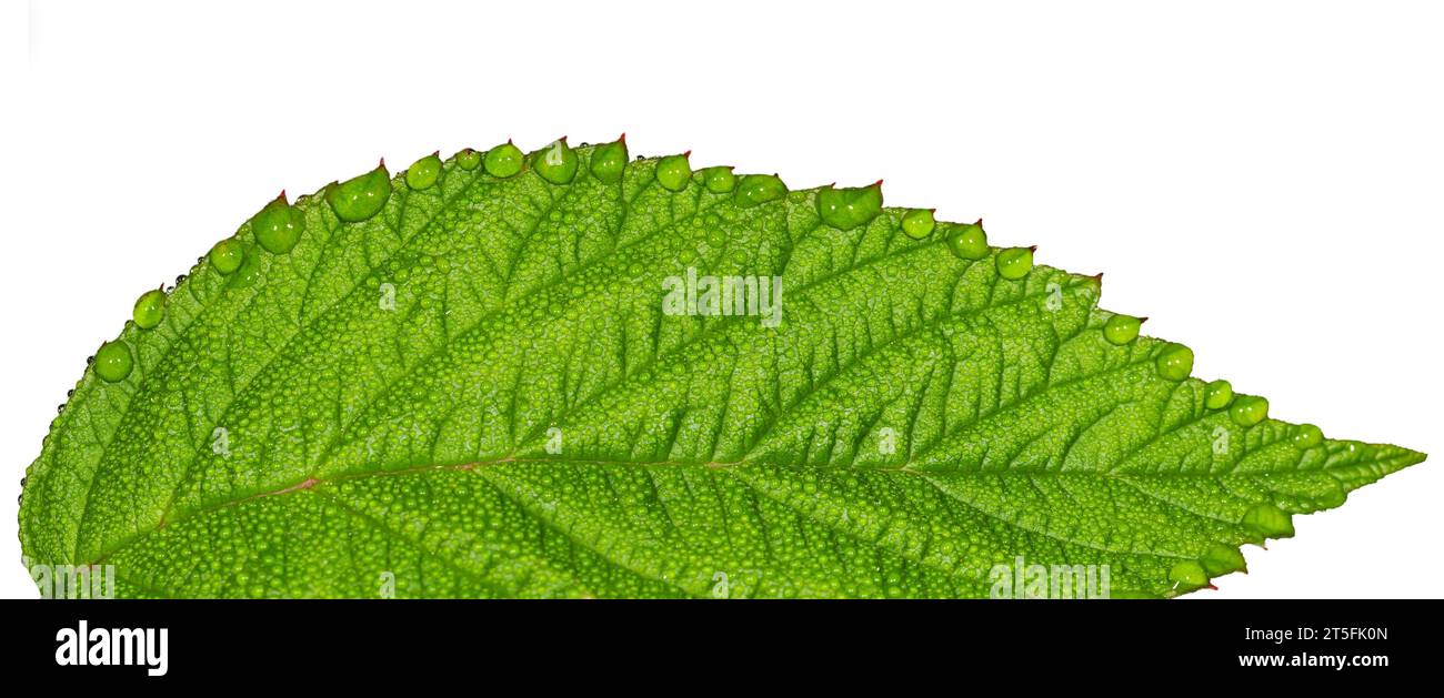 Frammento di una foglia verde con gocce d'acqua. Isolato su bianco. Fotografia macro Foto Stock