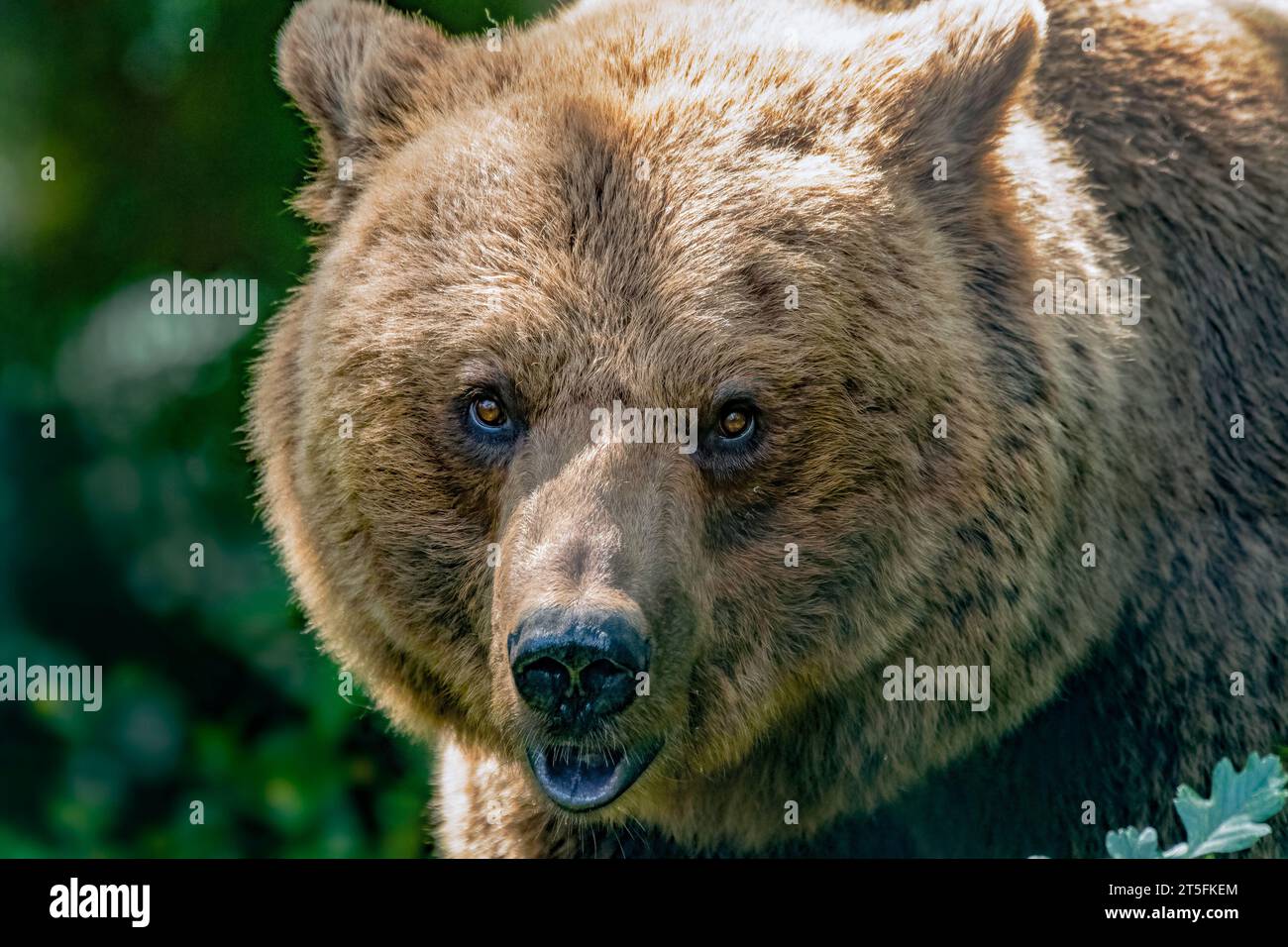 Orso bruno eurasiatico nel bosco Foto Stock