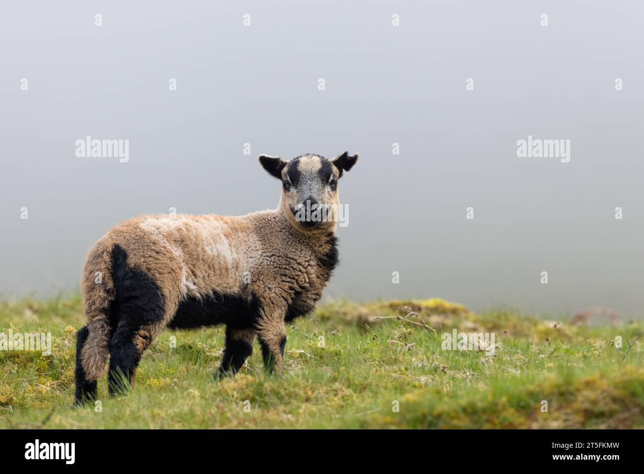 Agnello nero e marrone chiaro sul campo Foto Stock