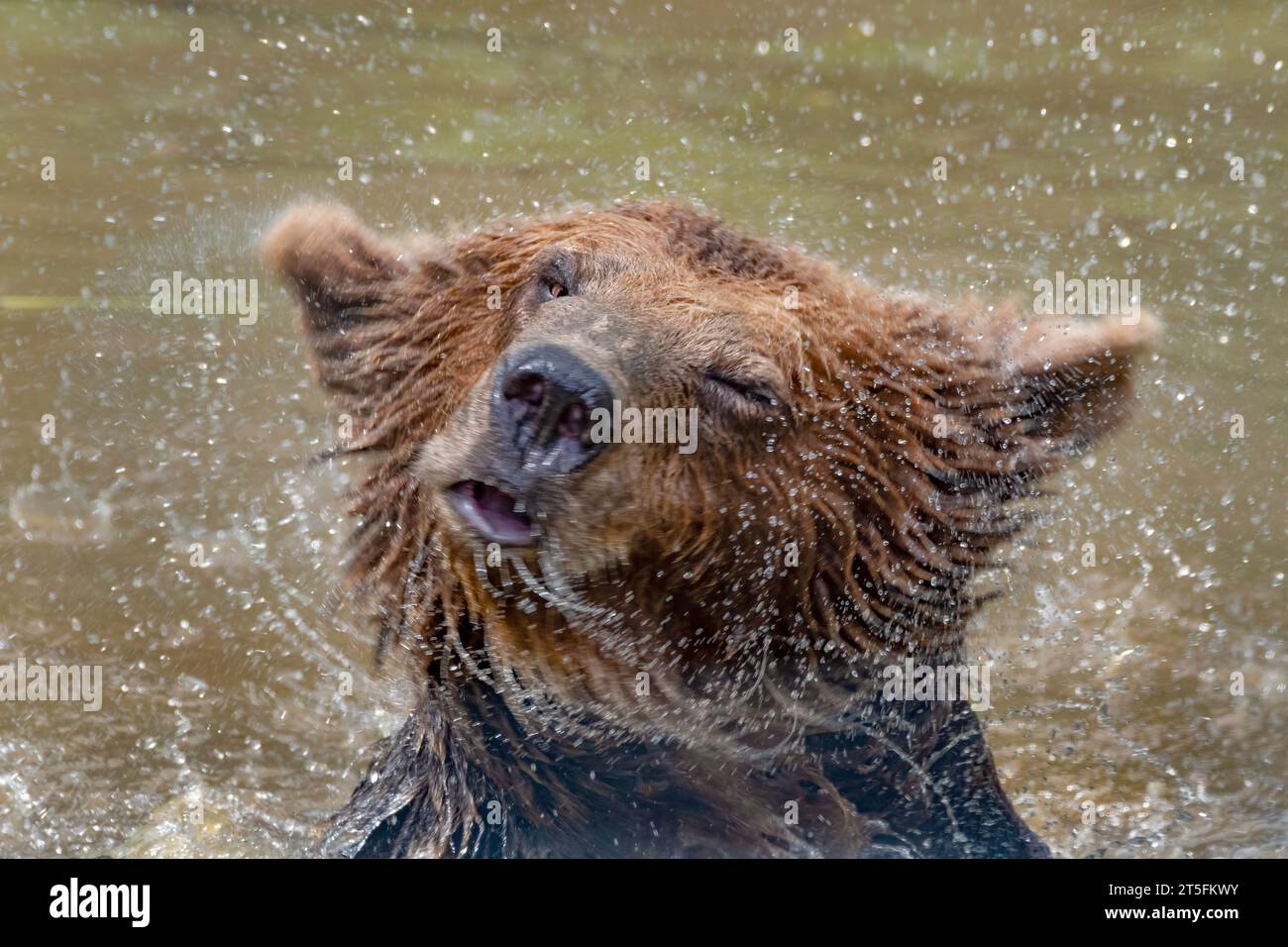 L'orso bruno eurasiatico lo scuote. Nella piscina Five Sisters Zoo, Scozia Foto Stock