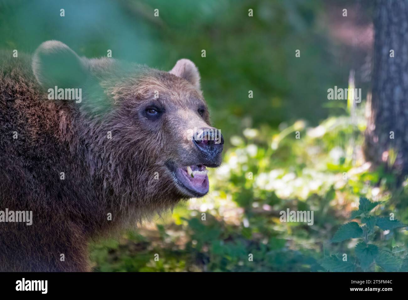 Orso bruno eurasiatico nel bosco Foto Stock