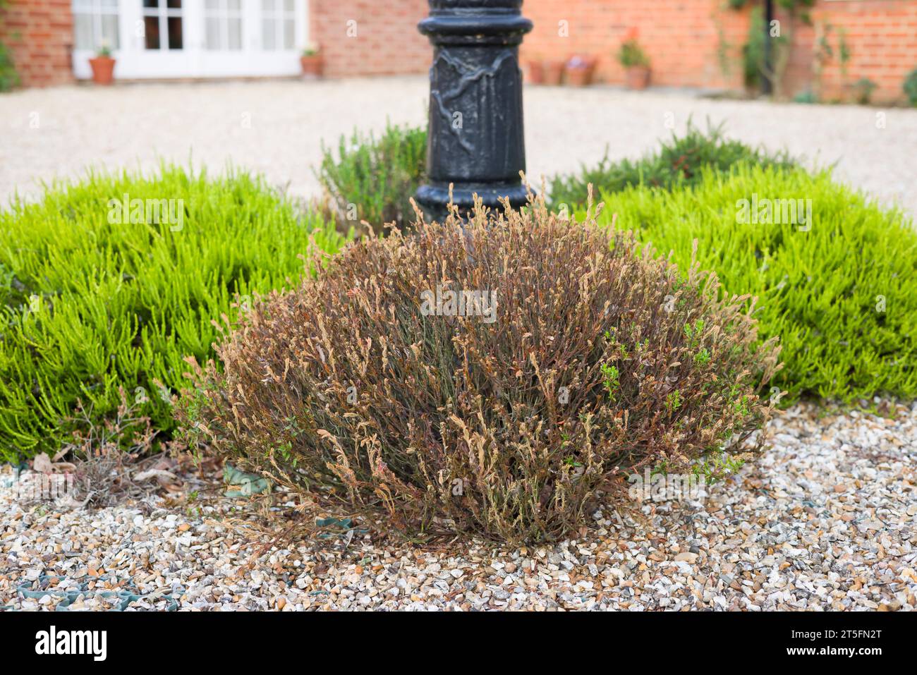 Dead heather (Daboecia) a causa del freddo. Arbusti o cespugli con danni dovuti al gelo e foglie morte. Giardino britannico in inverno Foto Stock