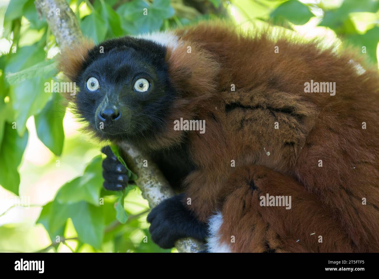 Red Ruffed Lemur [ Varecia rubra ] allo zoo di Paignton, Devon, Regno Unito Foto Stock
