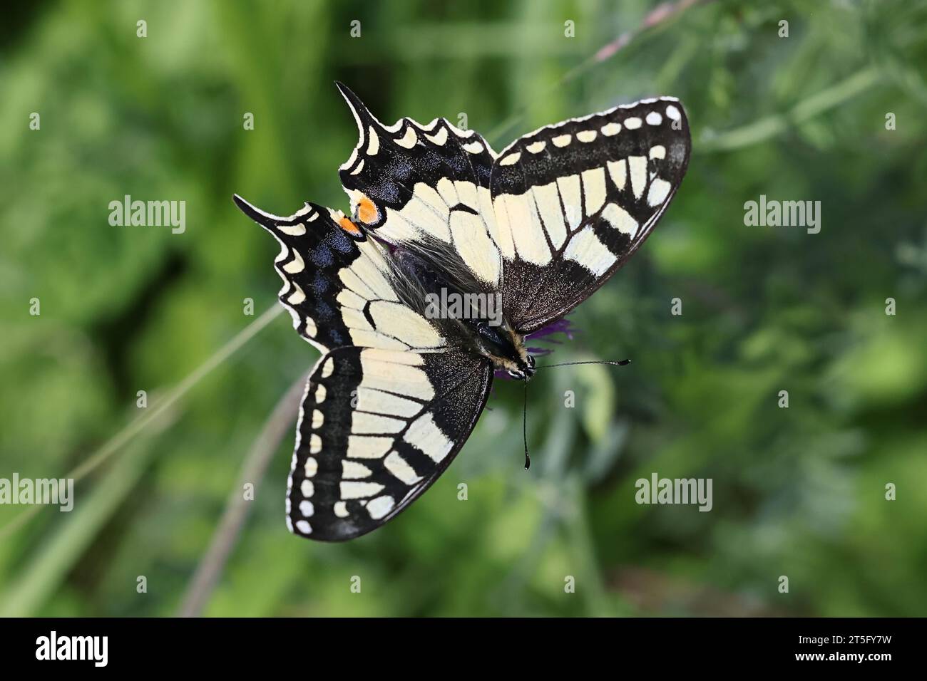 Papilio machaon, comunemente noto come coda di rondine o coda di rondine del vecchio mondo, farfalla finlandese Foto Stock