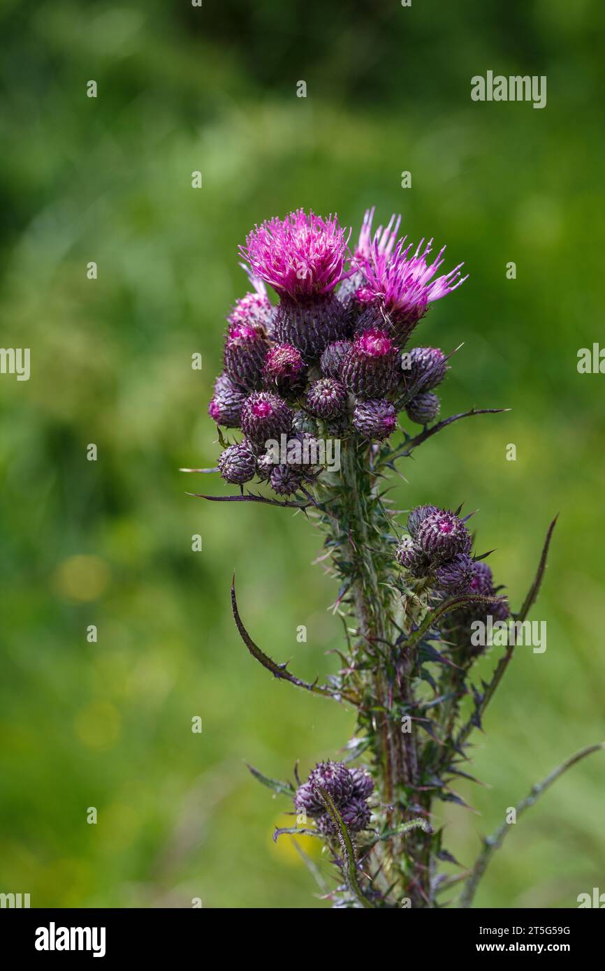 Fioritura di Carduus, pianta di montagna. Val di fumo, valle alpina. Trentino. Alpi italiane. Europa. Foto Stock