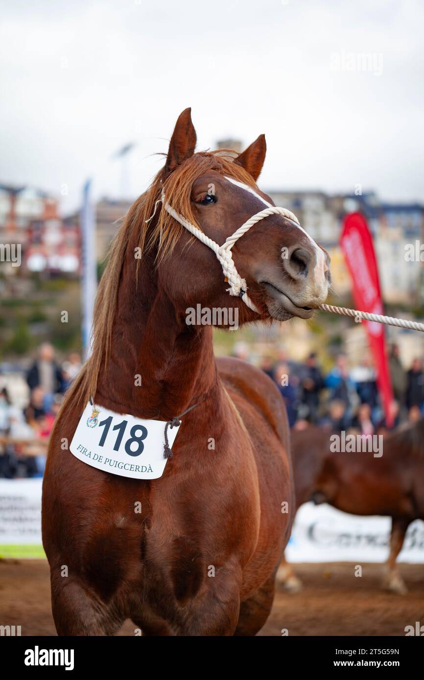 Fira del Cavall de Puigcerdà 2023 (Fiera del Cavallo di Puigcerdà 2023). La Cerdanya, Girona, Catalogna, Spagna, Europa meridionale. Bestiame, fiera degli animali. Foto Stock