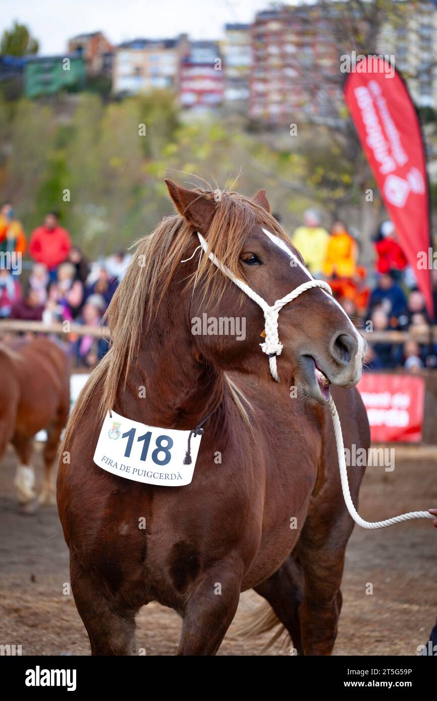 Fira del Cavall de Puigcerdà 2023 (Fiera del Cavallo di Puigcerdà 2023). La Cerdanya, Girona, Catalogna, Spagna, Europa meridionale. Bestiame, fiera degli animali. Foto Stock