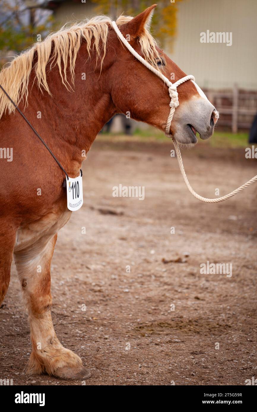 Fira del Cavall de Puigcerdà 2023 (Fiera del Cavallo di Puigcerdà 2023). La Cerdanya, Girona, Catalogna, Spagna, Europa meridionale. Bestiame, fiera degli animali. Foto Stock