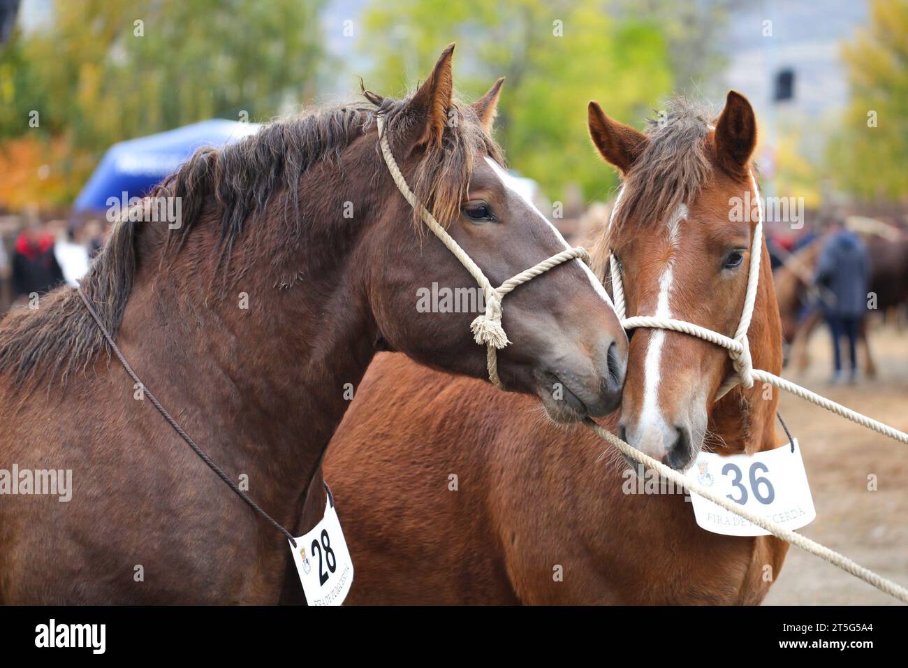 Fira del Cavall de Puigcerdà 2023 (Fiera del Cavallo di Puigcerdà 2023). La Cerdanya, Girona, Catalogna, Spagna, Europa meridionale. Bestiame, fiera degli animali. Foto Stock