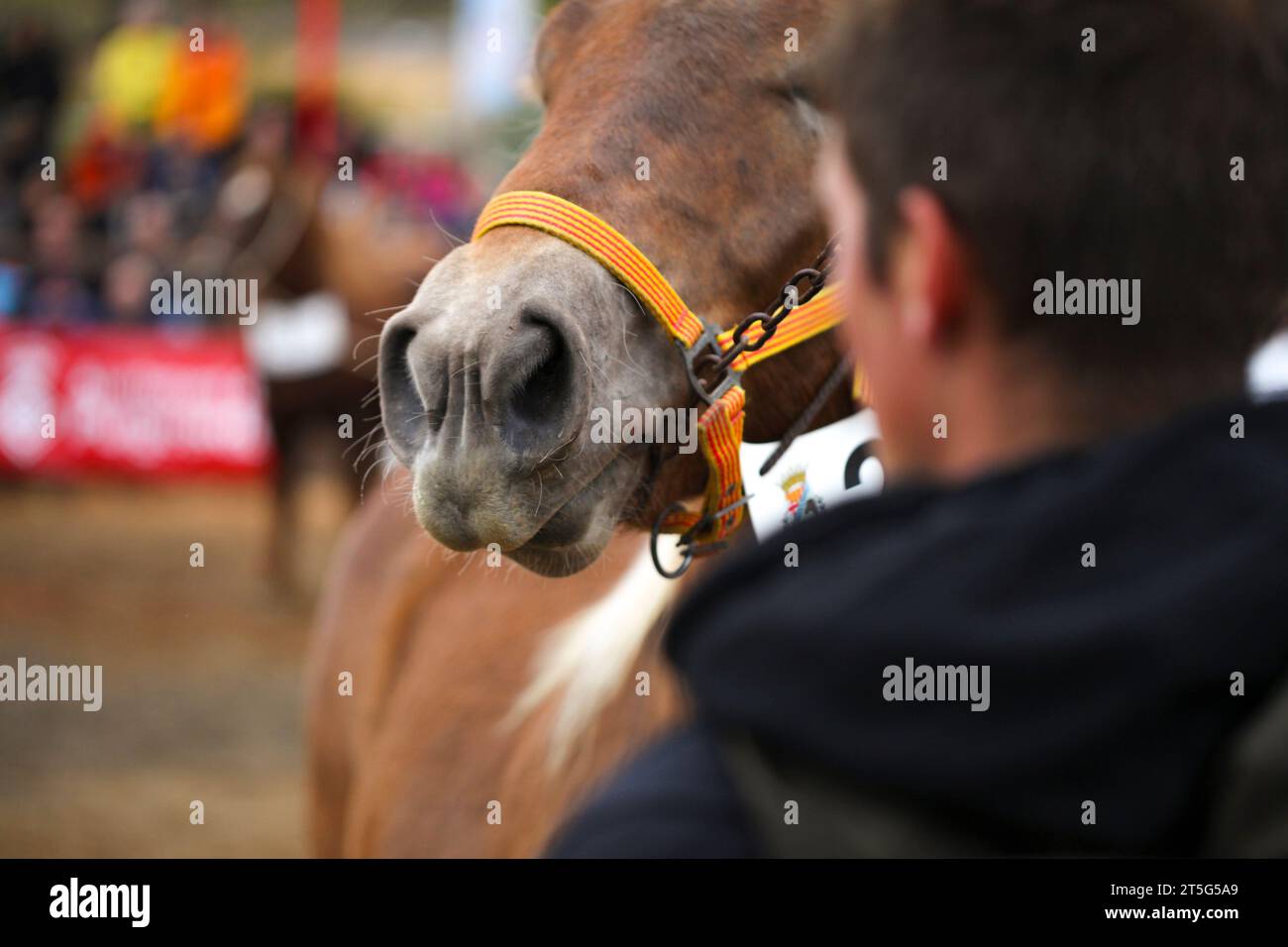 Fira del Cavall de Puigcerdà 2023 (Fiera del Cavallo di Puigcerdà 2023). La Cerdanya, Girona, Catalogna, Spagna, Europa meridionale. Bestiame, fiera degli animali. Foto Stock