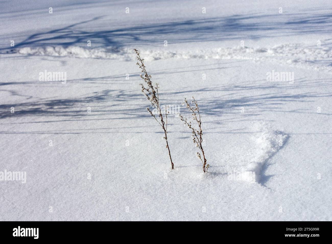 Due piccoli rami di una pianta, ricoperti di gelo, si trovano in solitaria neve bianca in un giorno d'inverno. Foto Stock