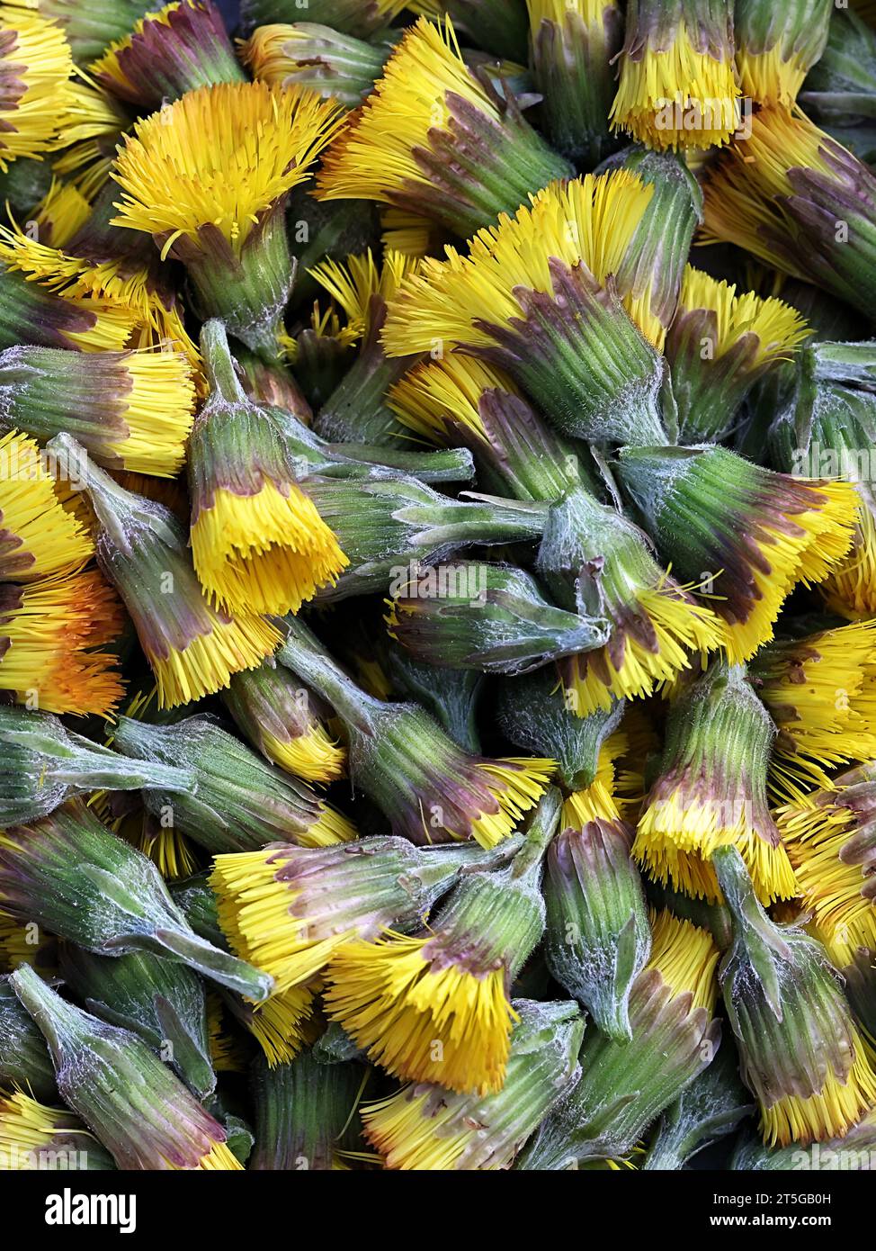 Coltsfoot, Tussilago farfara, noto anche come mosto di tosse, fiore di primavera medicinale selvatico proveniente dalla Finlandia Foto Stock