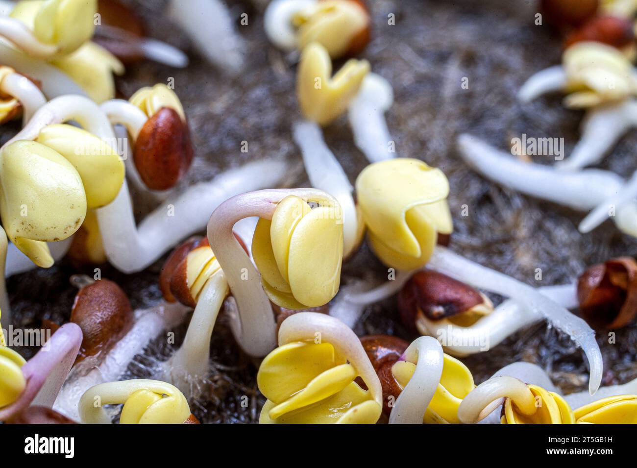Germogli di pianta Mizuna, insalata di Cresti rapa di rucola di Radish un elemento di nutrizione sana, macro primo piano. Foto Stock